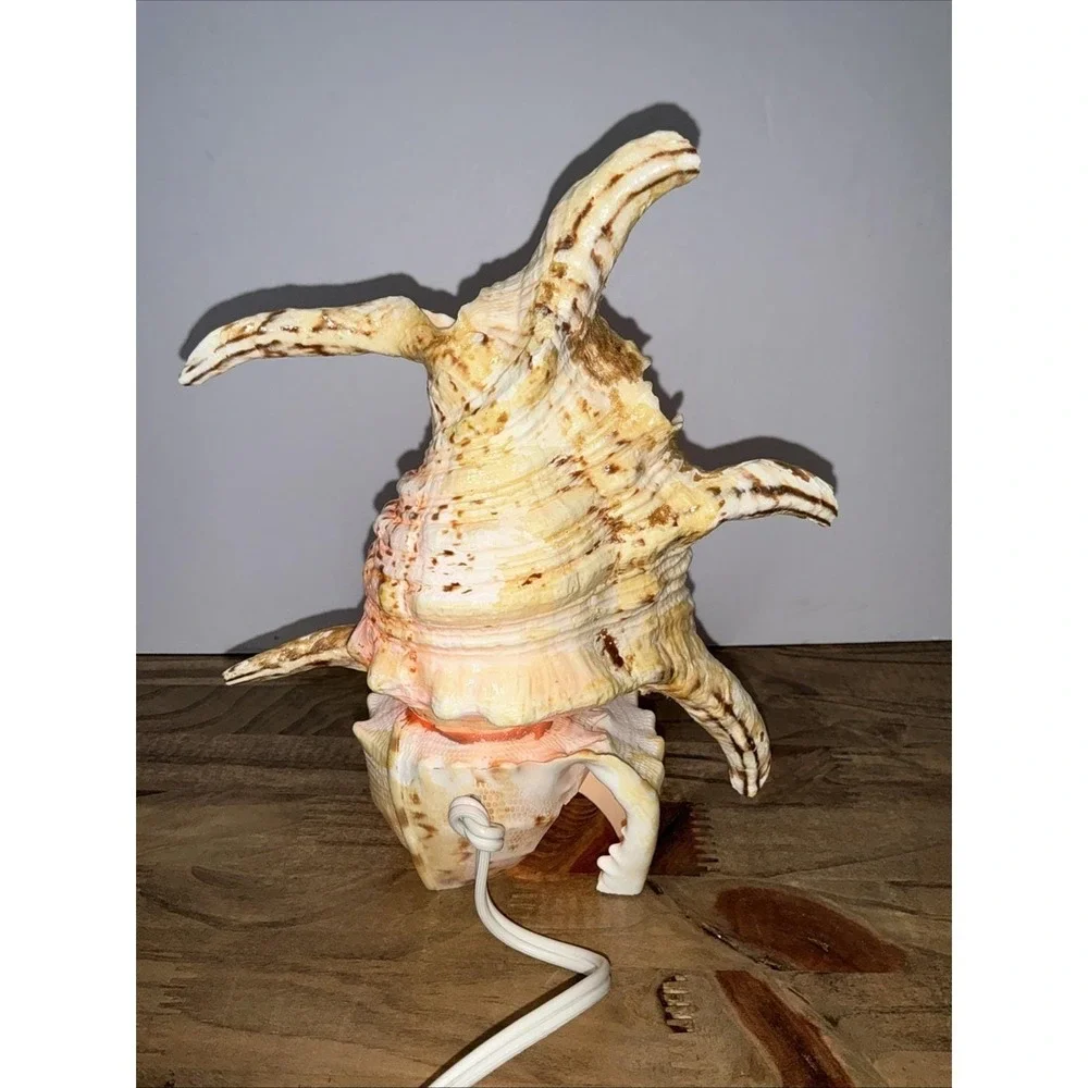 Vintage Real Conch Shell Lamp Night Light Accent Light w/ In-Line Power Switch